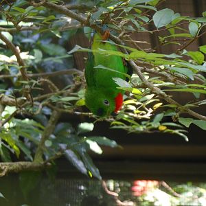 Blue-crowned Hanging Parrot (Loriculus galgulus)