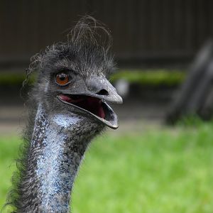 Emu