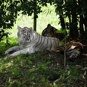 Sriracha and Tzatziki