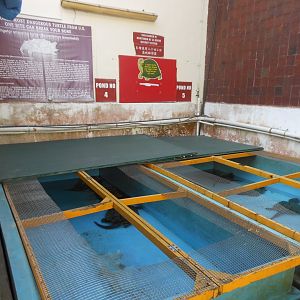 Alligator Snapping Turtle enclosure