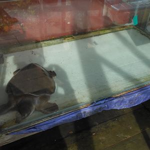 Pig-nosed Turtle (Carettochelys insculpta) being fried by the sun