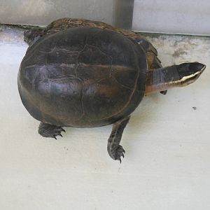 Malayan Box Turtle (Cuora amboinensis)