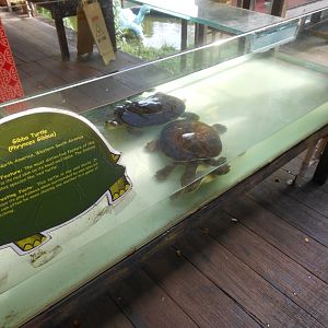 Gibba Turtle (Phrynops gibba)