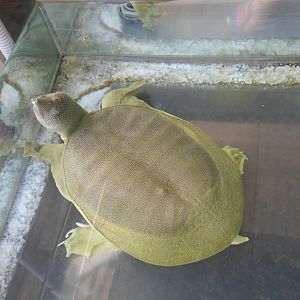 Signed as: Asian Soft Shelled Turtle (Trionya cartilaginous)