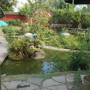 Pond area with free-roaming turtles