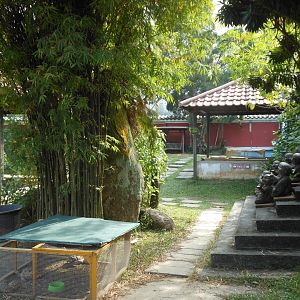 Lawn area with free-roaming tortoises