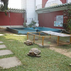 Lawn area with free-roaming tortoises