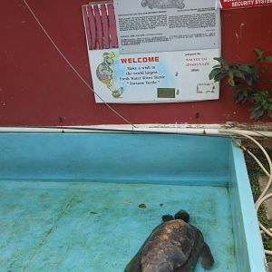Giant Asian Pond Turtle (Heosemys grandis)
