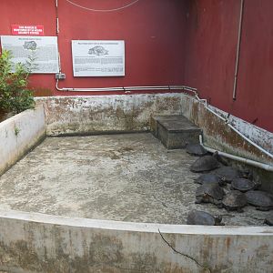 Malaysian Giant Turtle (Orlitia borneensis)