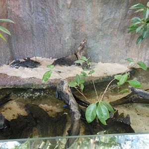 Mudskipper exhibit