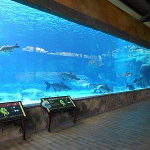 Mekong Giant Catfish tank