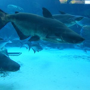Mekong Giant Catfish (Pangasianodon gigas)