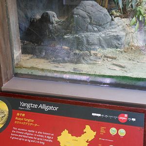 Yangtze Alligator (Alligator sinensis)