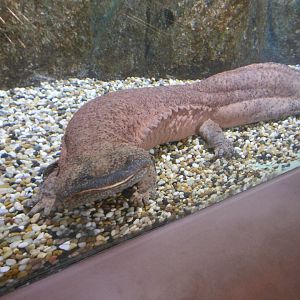 Chinese Giant Salamander (Andrias davidianus)