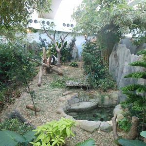 Giant Panda enclosure