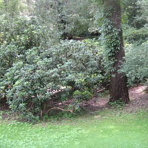 Rostock Zoo - "Rhododendron grove"