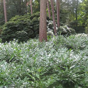 Rostock Zoo - "Rhododendron grove"