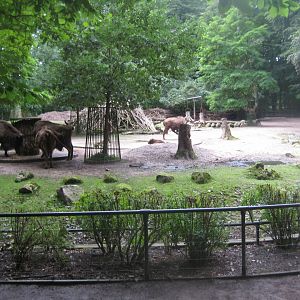Rostock Zoo - Wisent exhibit