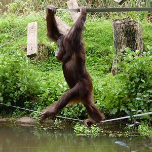 Wousan, male Bornean orangutan. August 2017