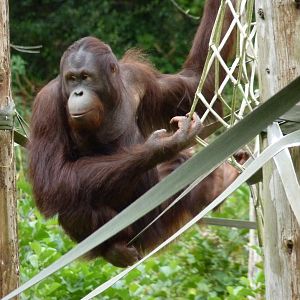 Wousan, male Bornean orangutan. August 2017