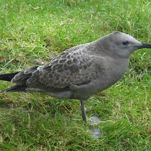 Juvenile Grey Gull. August 2017