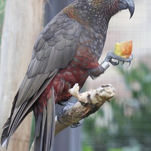 North Island Kaka (Nestor meridionalis septentrionalis), July 2017