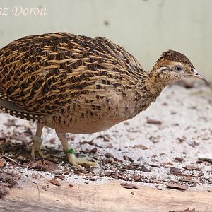 Chilean Tinamou (Nothoprocta perdicaria), July 2017