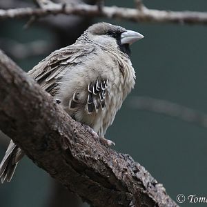 Sociable Weaver (Philetairus socius), July 2017