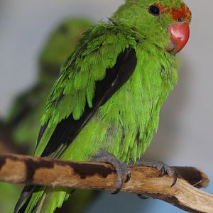 Black-winged Lovebird (Agapornis taranta), male; July 2017