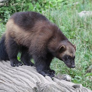 European Wolverine (Gulo gulo gulo), July 2017