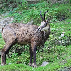 Alpine Chamois (Rupicapra rupicapra rupicapra), July 2017