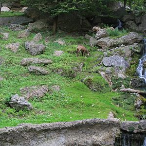 Alpine Chamois (Rupicapra rupicapra rupicapra) exhibit; July 2017