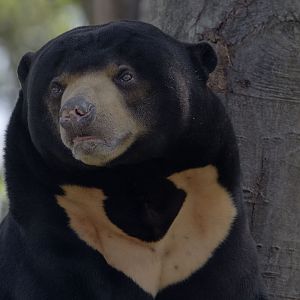 Sun bear