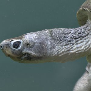 Giant Asian pond turtle
