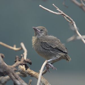 Montserrat oriole, fledgling