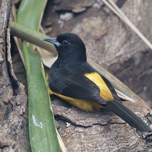 Montserrat oriole, male