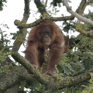 Tuti in the oak tree