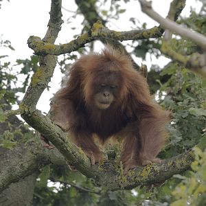 Tuti in the oak tree (looking down)