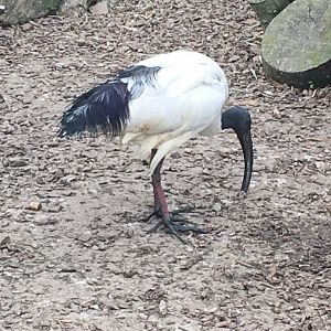 Sacred ibis 290417