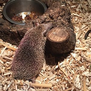 Lesser hedgehog tenrec 290417