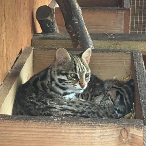 Indochinese leopard cats 290417
