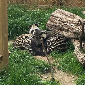 African civets 290417
