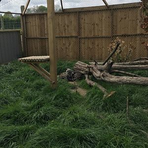 African civets 290417