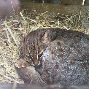 Sri Lankan Rusty spotted cat 290417