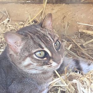 Sri Lankan rusty spotted cat 290417