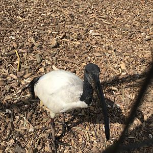 Sacred ibis 290417