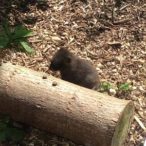 Raccoon dog juvenile 270517