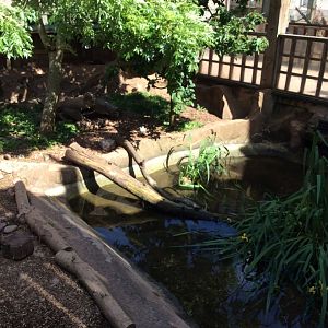 Asian short-clawed otter enclosure 270517