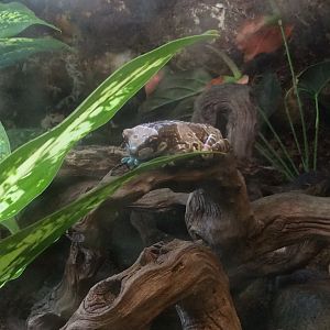 Amazon milk frog 270517