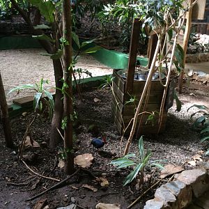 Tropical House 279517